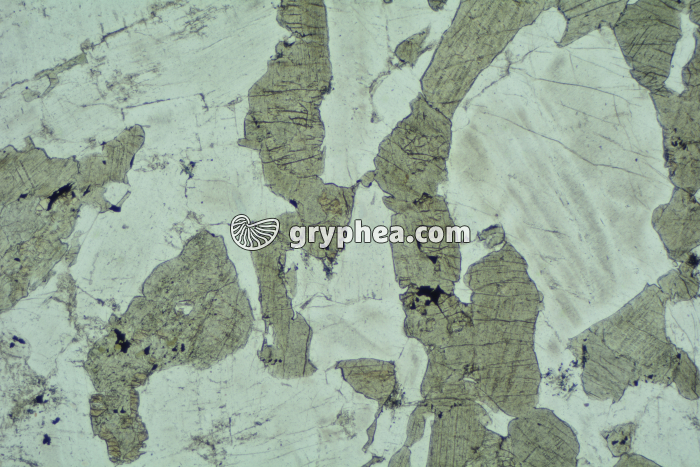 Gabbro LPNA x6,3 - gryphea.com